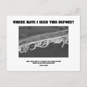 Where Have I Seen This Before? Tomato Leaf Postcard