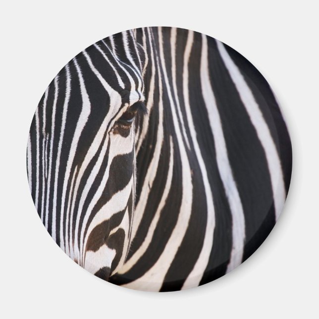 Where Is The Zebra? Magnet (Front)