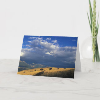 Where The Buffalo Roam Greeting Card