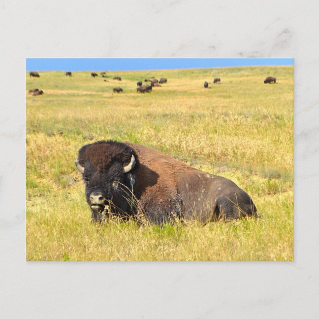 Where The Buffalo Roam Postcard (Front)