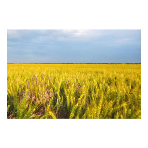 Where the Wheat Dances with the Wind - Wild Nature Photo Print