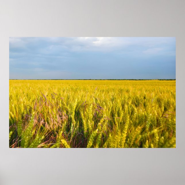Where the Wheat Dances with the Wind - Wild Nature Poster (Front)
