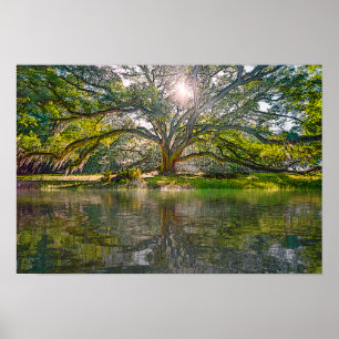 Where The Willow Tree Grows Poster