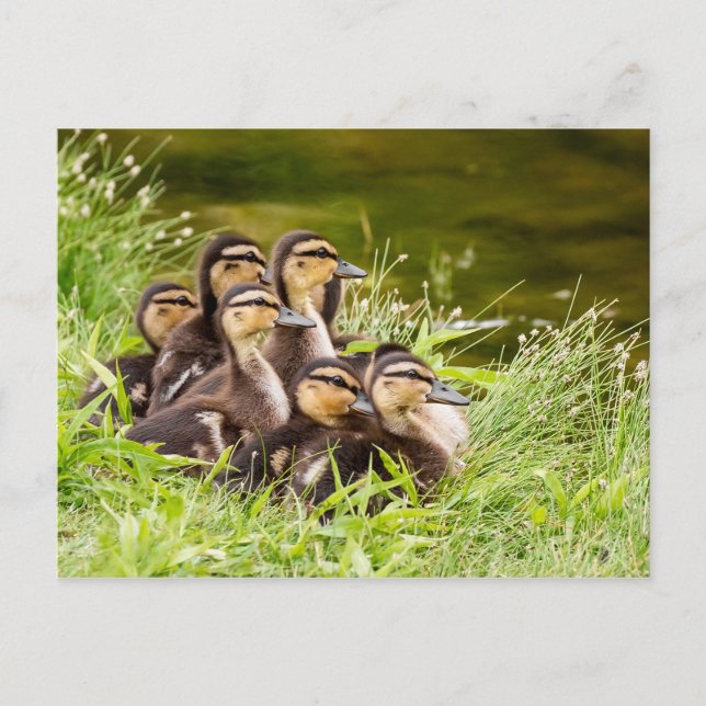 Where's Mom? Postcard (Front)