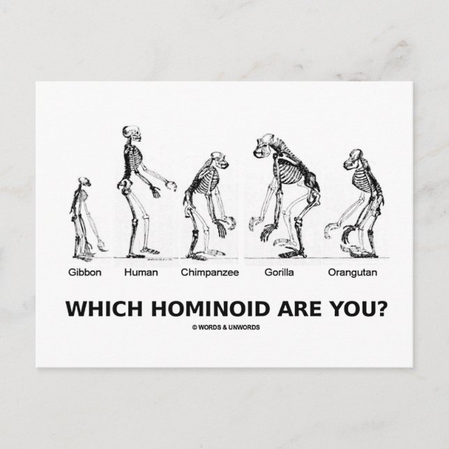 Which Hominoid Are You? (Hominid Skeletons) Postcard (Front)