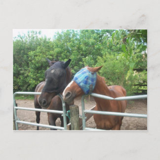 Which way did he go? postcard