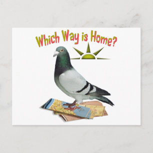 Which Way is Home? Pigeon Art Postcard