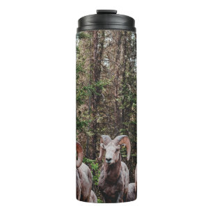 WHILE DRIVING ALONG THE BOW VALLEY PARKWAY IN BANF THERMAL TUMBLER