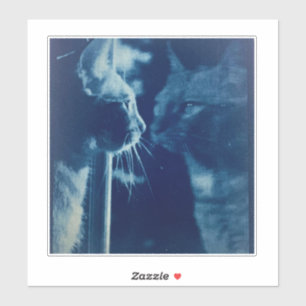 whimsical Blue Bubba Cat Photography