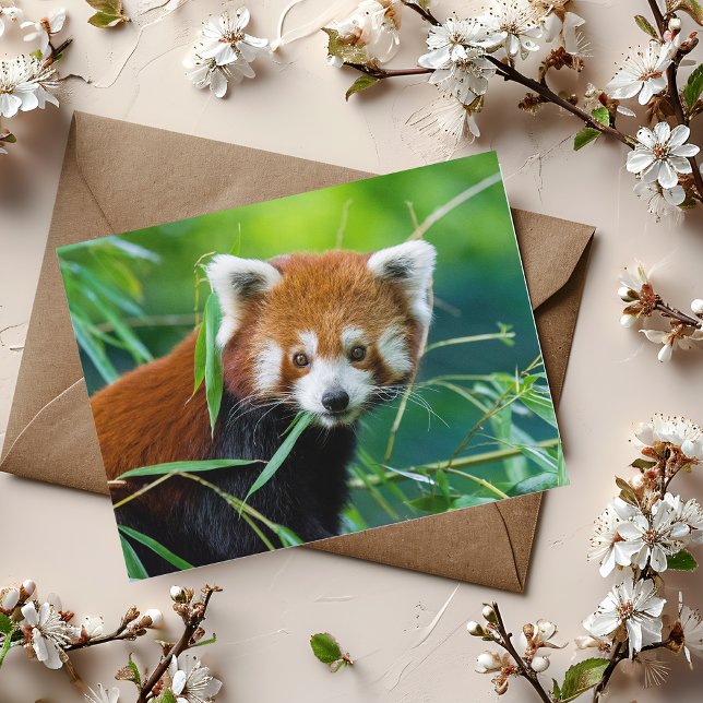 Whimsical Gaze - The Red Panda Postcard (Creator Uploaded)