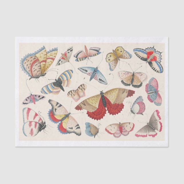 Whimsical Hand-Drawn Set of Butterflies Tissue Paper (Front)