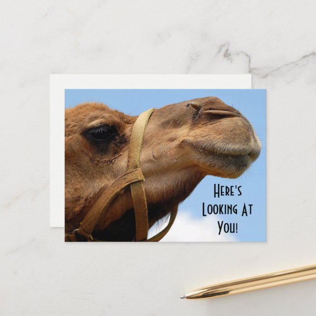 Whimsical "Here's Looking At You" Camel Greeting Postcard (Front/Back In Situ)