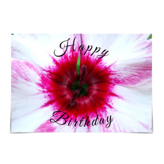 Whimsical Pink and White Dianthus Flower Card