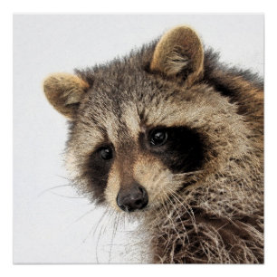 Whimsical Raccoon Glossy Poster