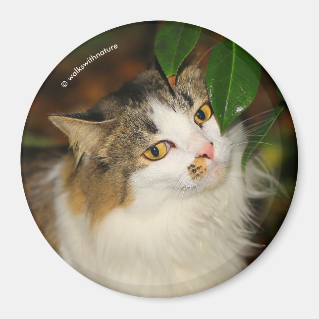 Whimsical The Cat and the Camellia Magnet (Front)