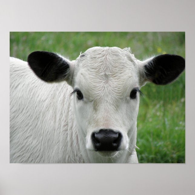 Whimsical White Calf Poster (Front)