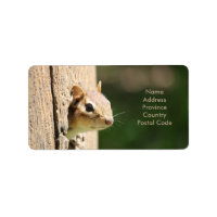 Whimsy Animal Design