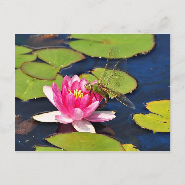 'Whimsy' Postcard (Front)