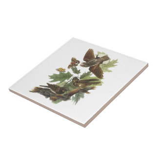 Whip-poor-will by Audubon Tile