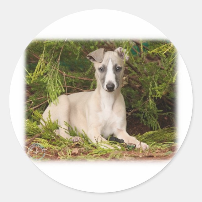 Whippet 9Y563D-005 Classic Round Sticker (Front)