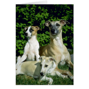 Whippet and pups