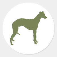 Whippet