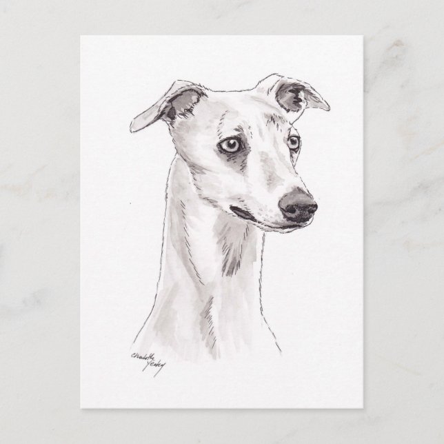 Whippet Dog Art Postcard (Front)