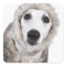 Whippet dog wearing fur coat, studio shot
