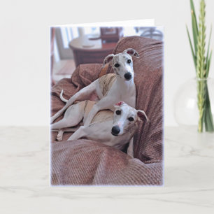 Whippet Dogs Card