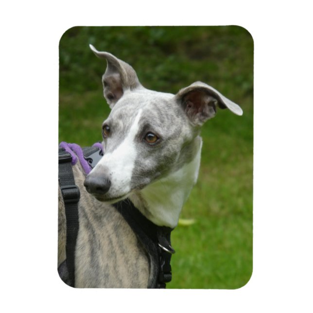 Whippet fridge magnet (Vertical)
