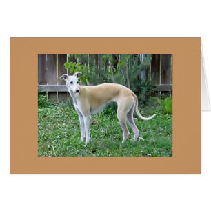 Whippet Hound-Greeting Card