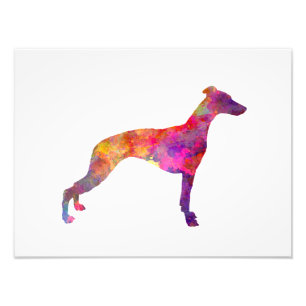 Whippet in watercolor photo print