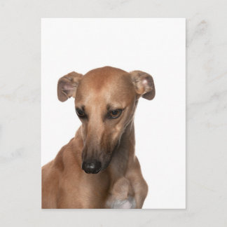 Whippet Postcard