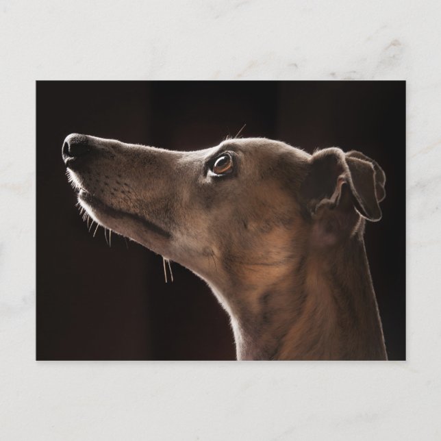 Whippet Postcard (Front)