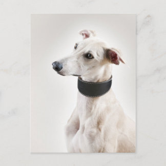 Whippet Postcard