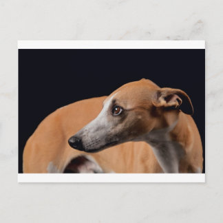 Whippet Postcard