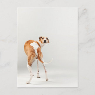 Whippet Postcard