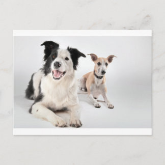 Whippet with a border collie postcard