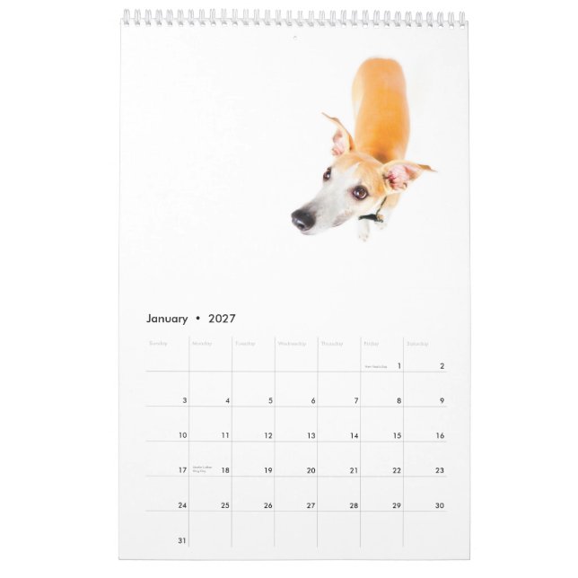 Whippets in the studio 2013 calendar (Jan 2027)