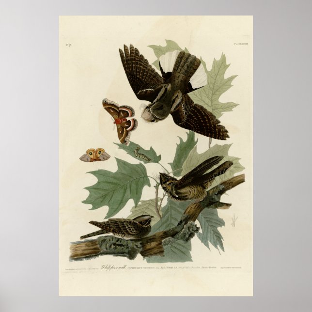 Whippoorwill Poster (Front)