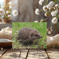 Whiskered Wanderer: White-breasted hedgehog