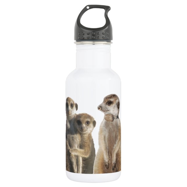 Whiskers 532 Ml Water Bottle (Front)