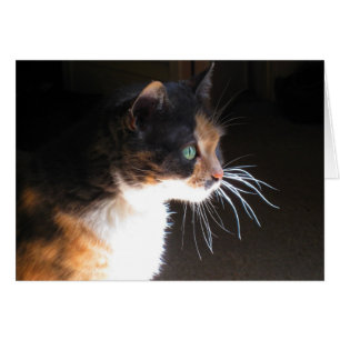 Whiskers Cat de Calico