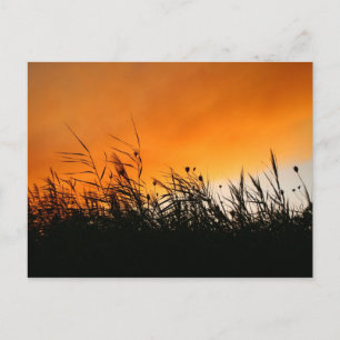 Whispering Reeds At Smokey Sunset Postcard