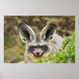 Whispers of the Night: Bat-Eared Fox Poster