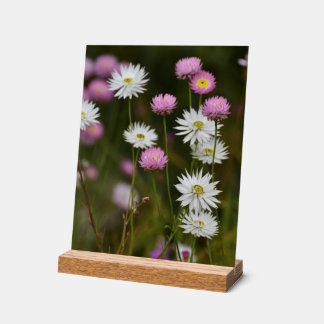 Whispers of Wildflowers