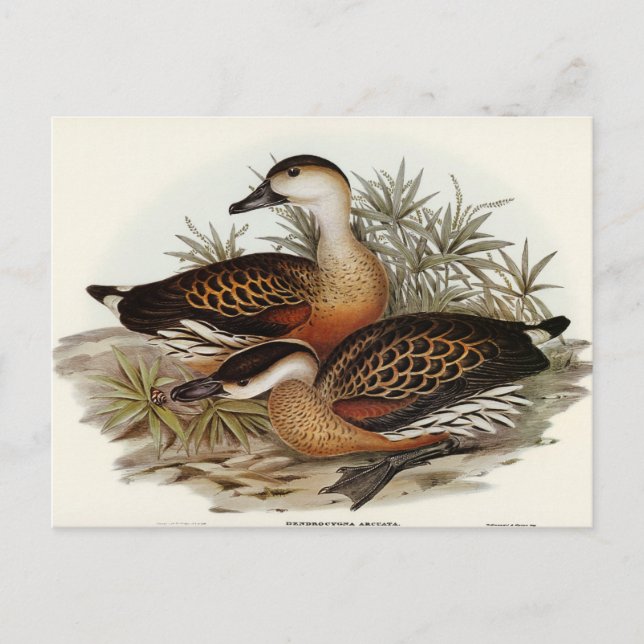 Whistling Duck by Elizabeth Gould Postcard (Front)