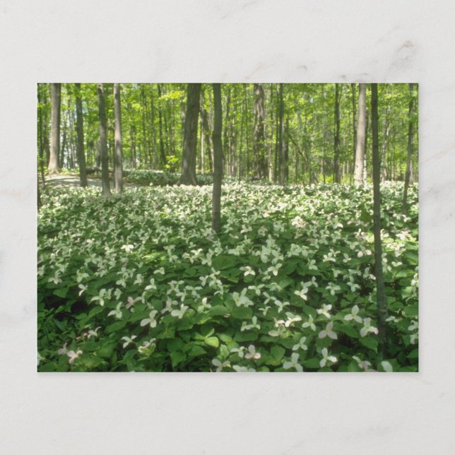 white A field of trilliums, Niagara Falls flowers Postcard (Front)