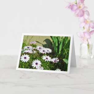 White African Daisies Card
