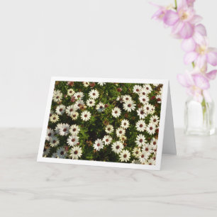 White African Daisies Card